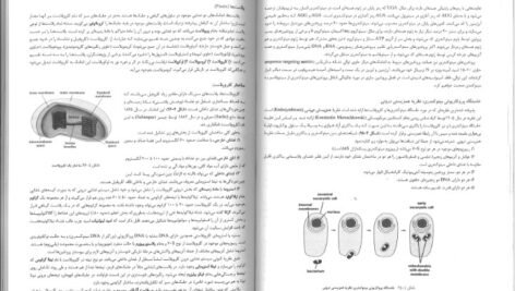 کتاب زیست شناسی سلولی،مولکولی و مهندسی ژنتیک مجید مهدوی PDF