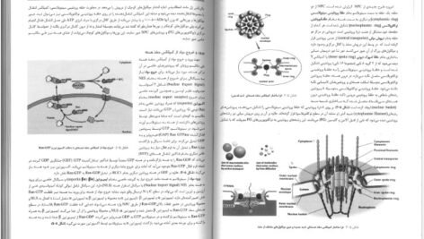 کتاب زیست شناسی سلولی،مولکولی و مهندسی ژنتیک مجید مهدوی PDF